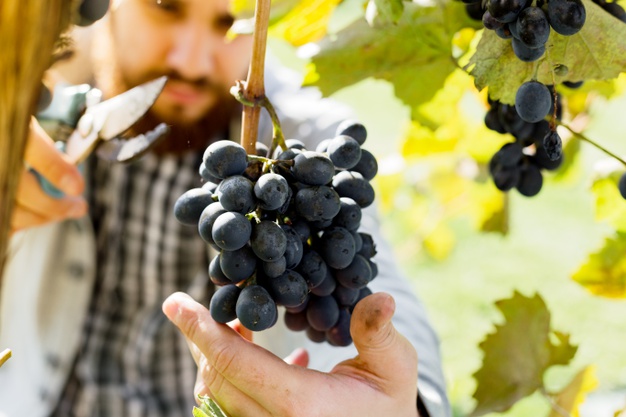 man-crop-ripe-bunch-black-grapes-wine-male-hands-picking-autumn-grapes-harvest-wine-making-vineyard