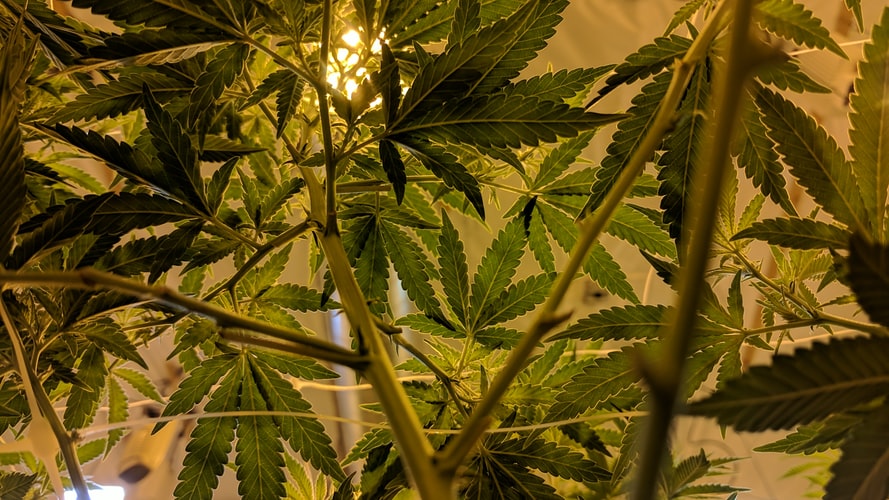 Hemp