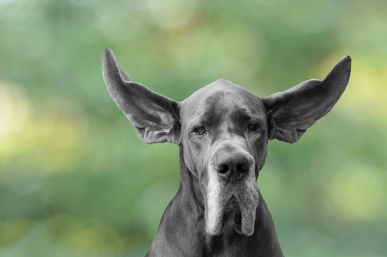domestic dogs date back at least 12,000 years