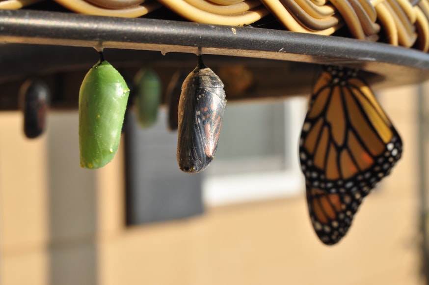 The Process of Butterfly