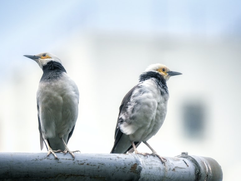 Two Birds 