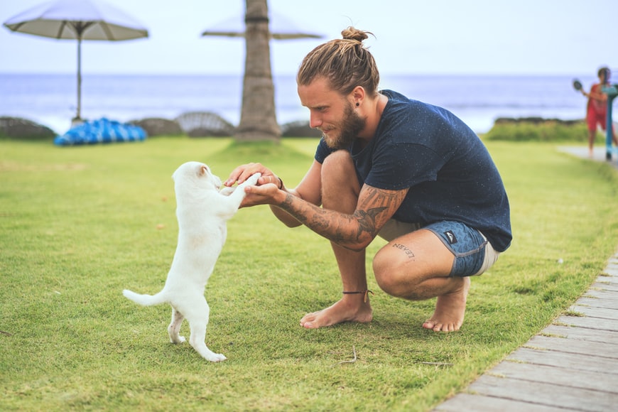a dog
