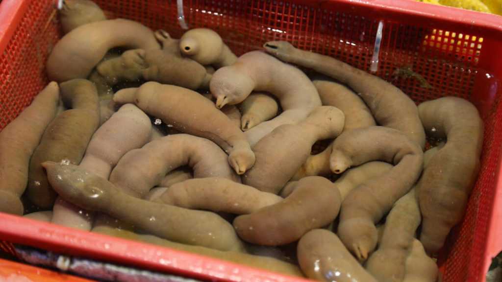 Penis Fish (South Korea)