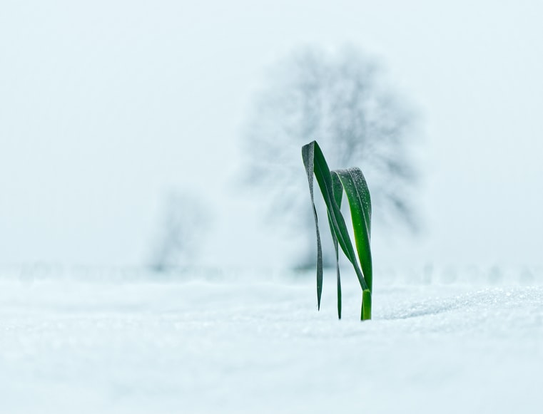 Green Plant In The Snow
