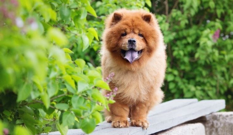 Chow Chow 