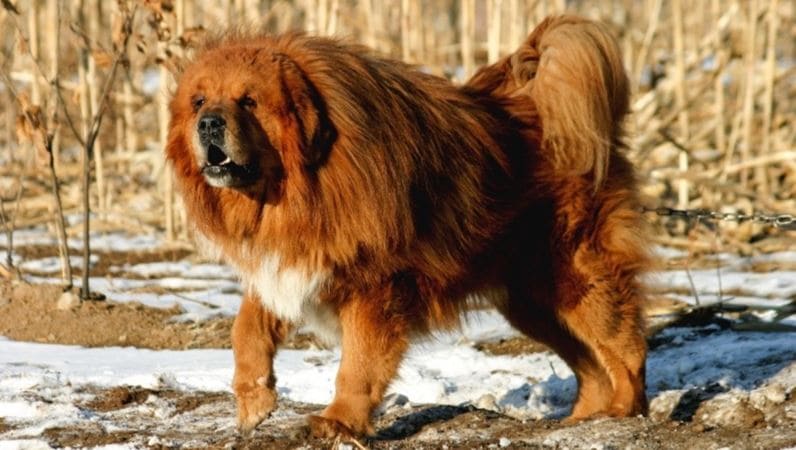 Tibetan Mastiff