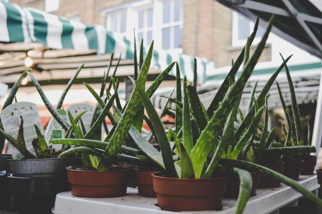 Aloe