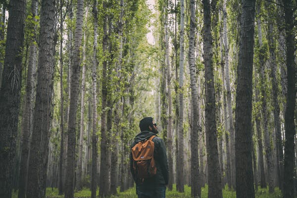 Man in the forest