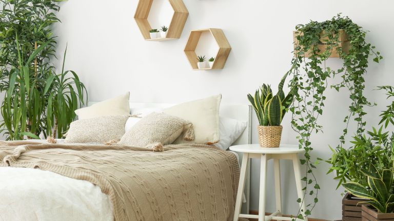 indoor plants for kwee