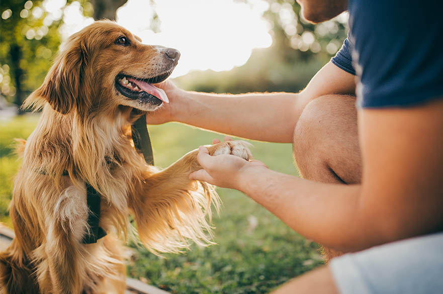 dog and his owner