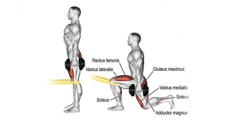 Dumbbell TKE Drop Lunge