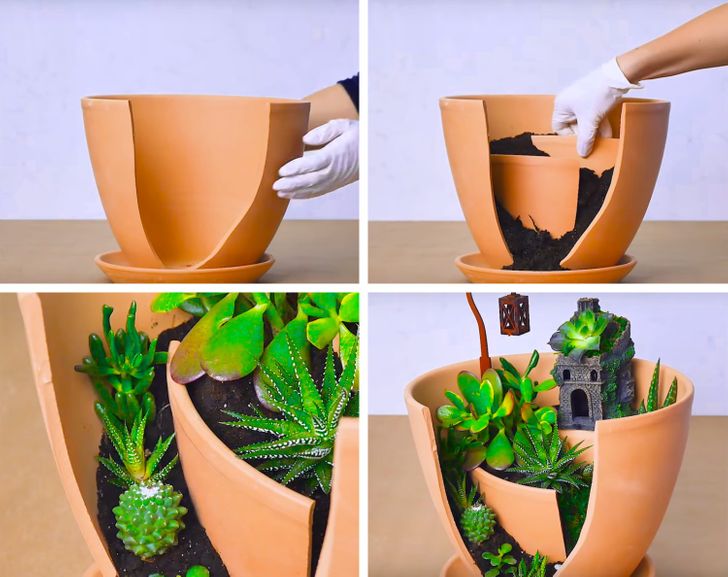 indoor plant