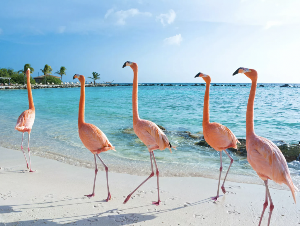 Aruba