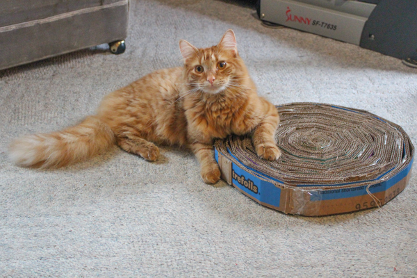 cat scratchers