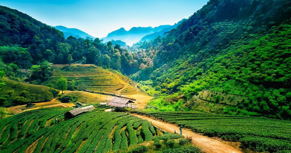Chiang Mai