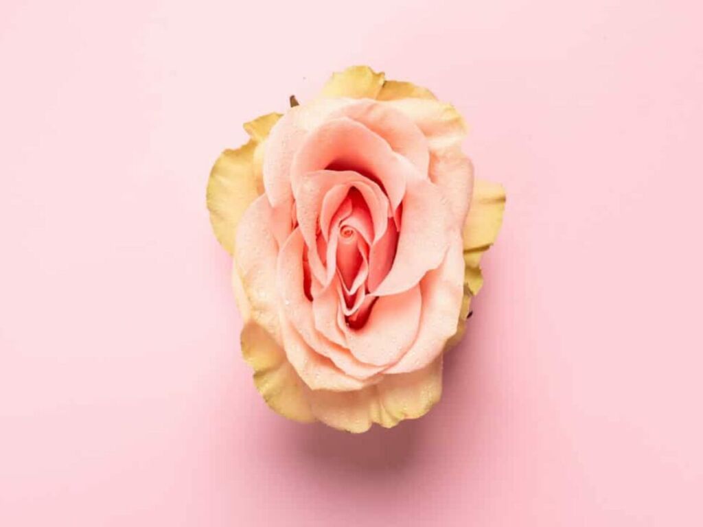 Vagina