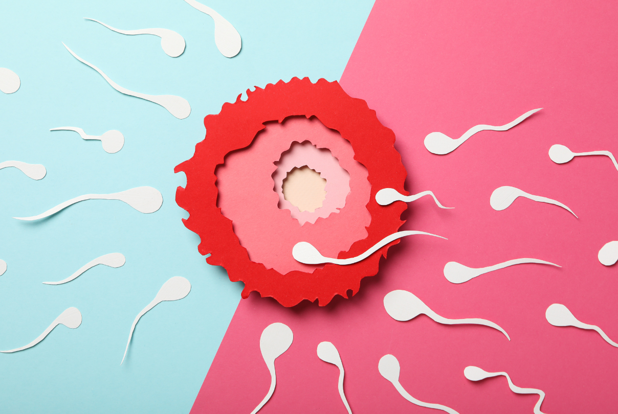 Men Don't Have Fertility Cycles 